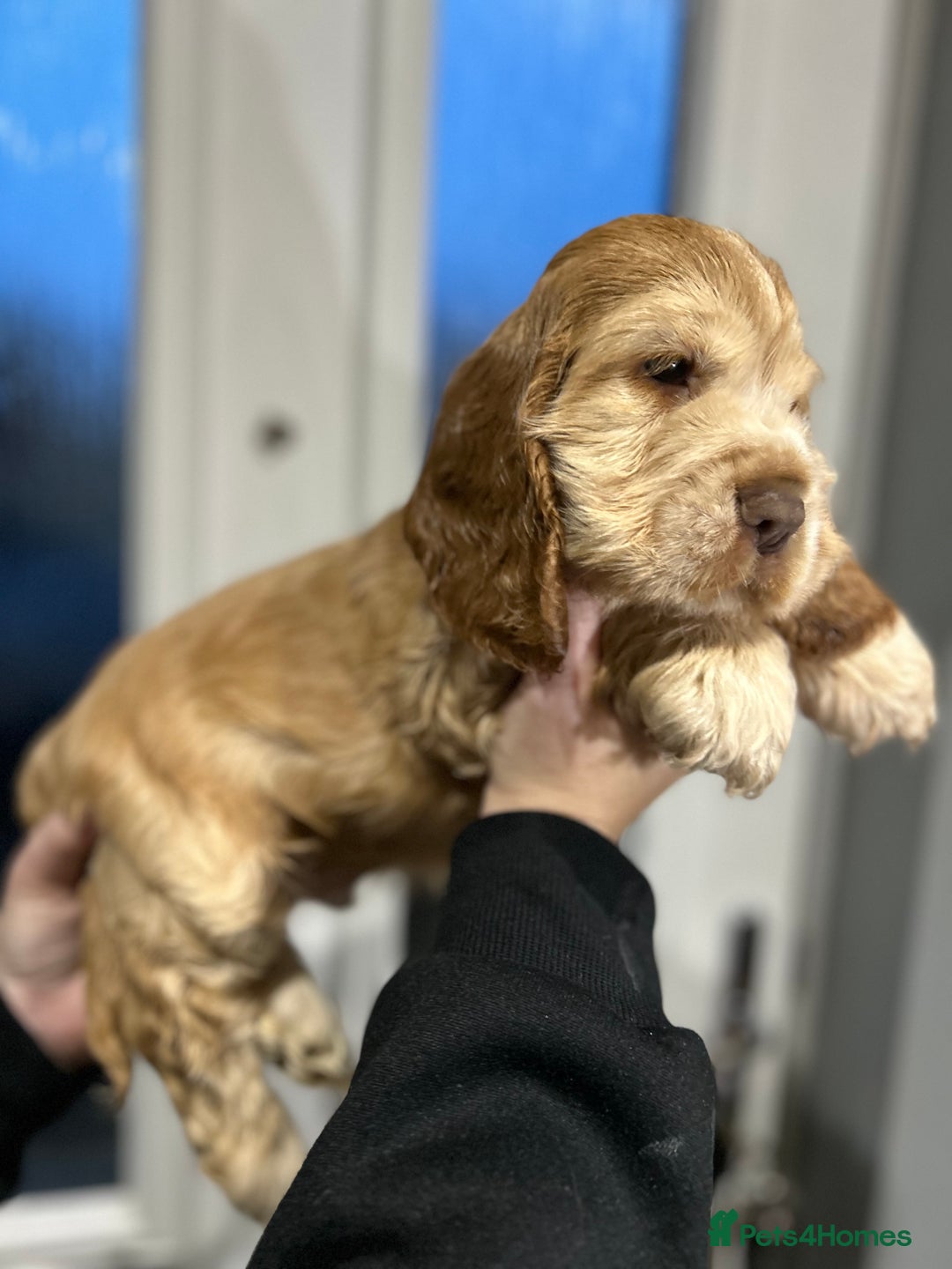 Cocker Spaniel dogs for sale: 💚2 boys available 💚show cocker spaniel puppies  - Advert 34