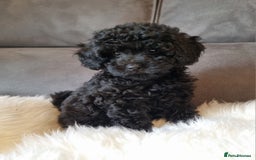 Cockapoo dogs for sale: Adorable best friend pups, sold fully vaccinated - Advert 12