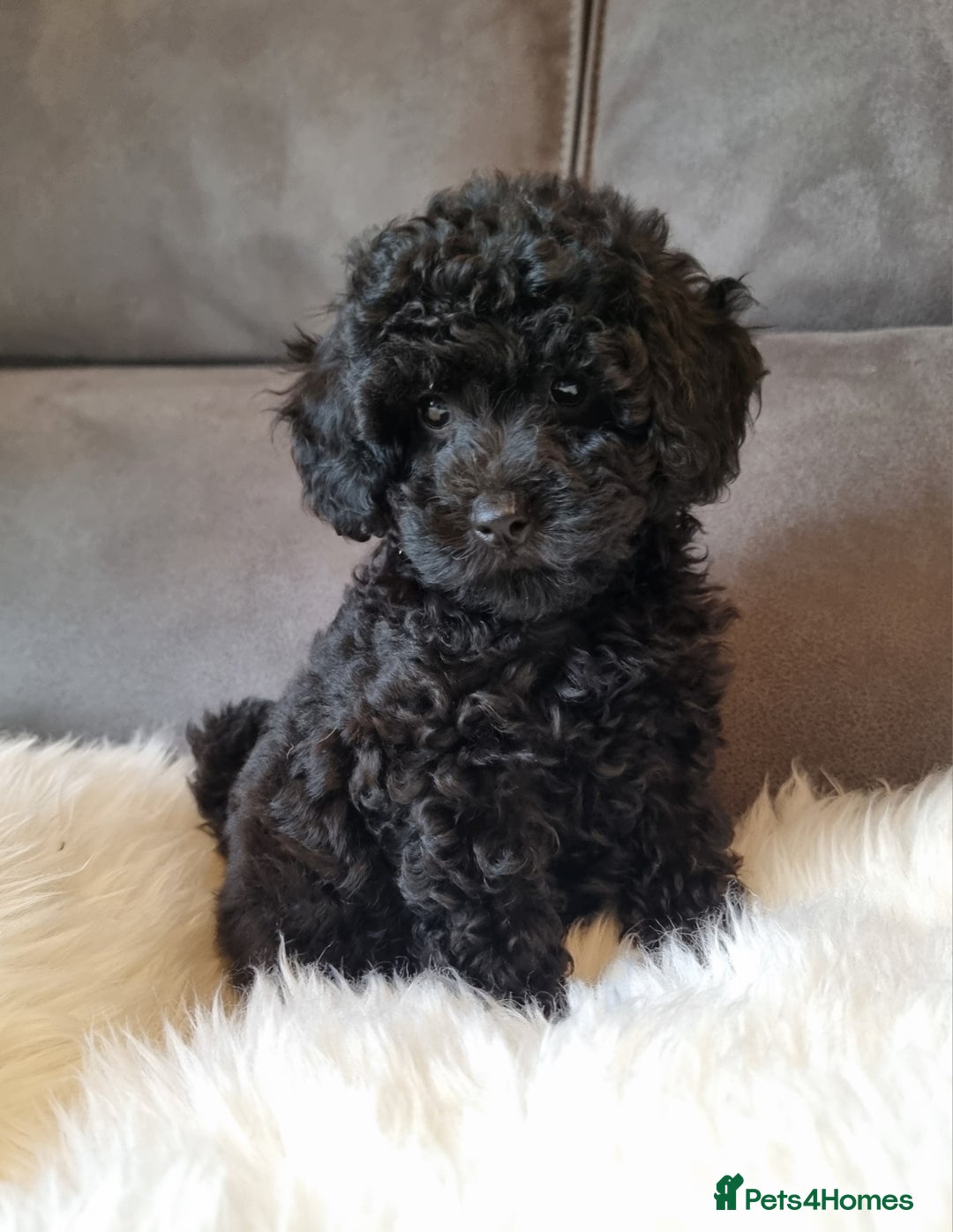 Cockapoo dogs for sale: Adorable best friend pups, sold fully vaccinated - Advert 12