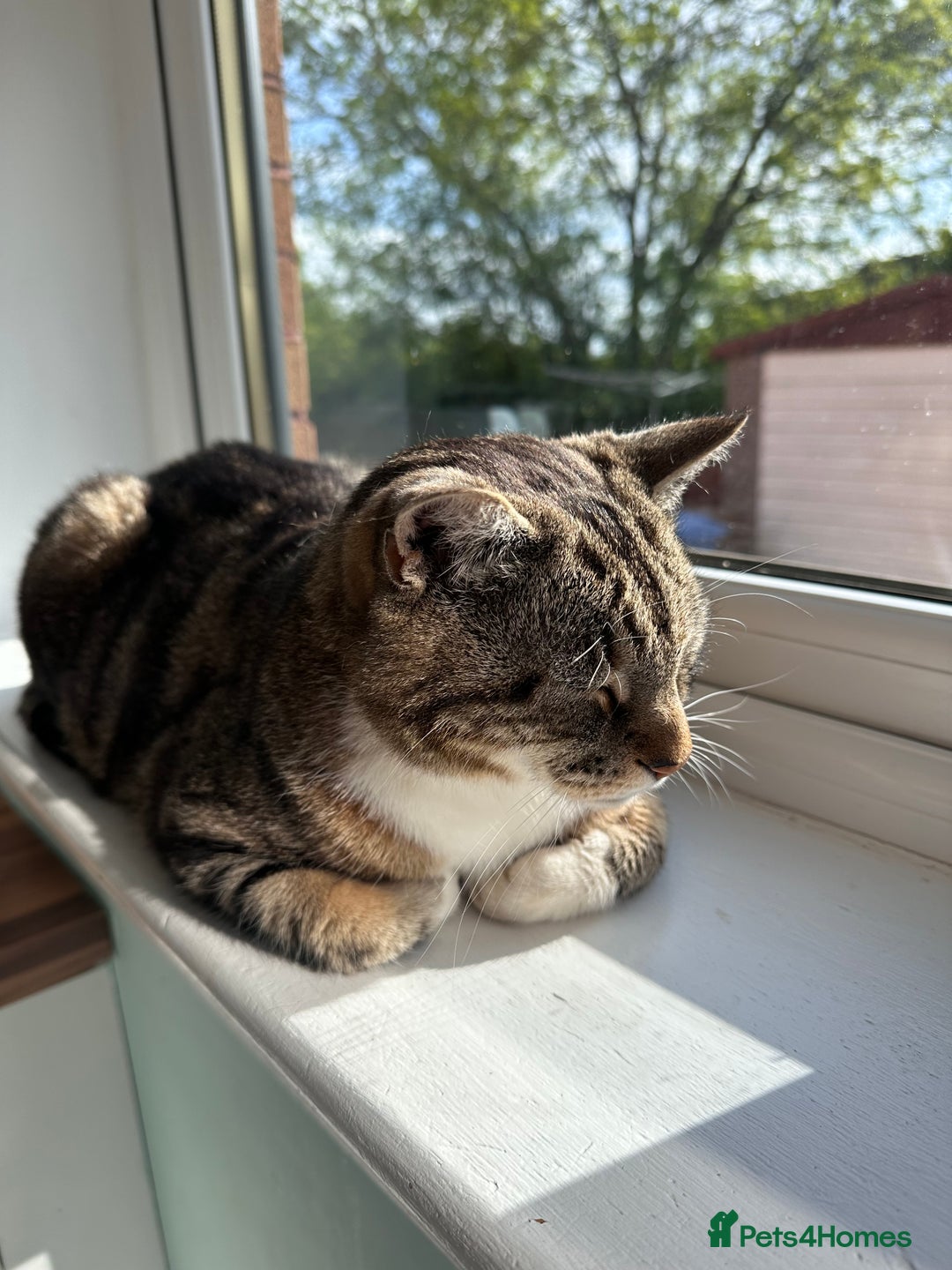 Mixed Breed cats for sale: Noah - 7 year old tabby cat - Image 5