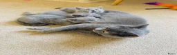 Russian Blue cats for sale: New litter 8wk Russian Blue British Shorthair boys - Advert 23