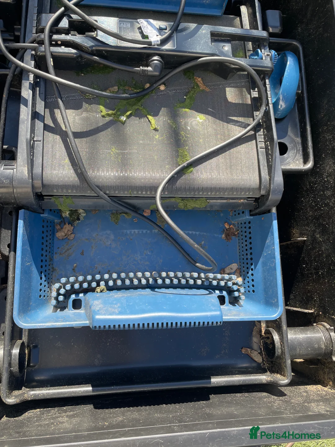 Koi Carp fish for sale: Koi fish with set up  in Rowlands Gill - Advert 15