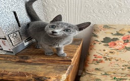 Russian Blue cats for sale: Male Russian blue kitten  - Image 2