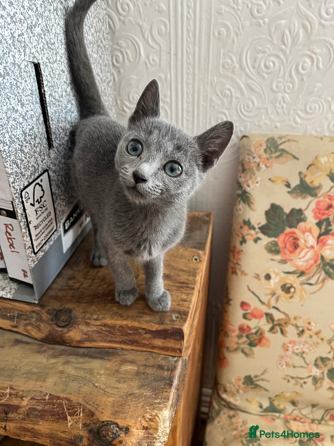 Russian Blue cats for sale: Male Russian blue kitten  - Image 2