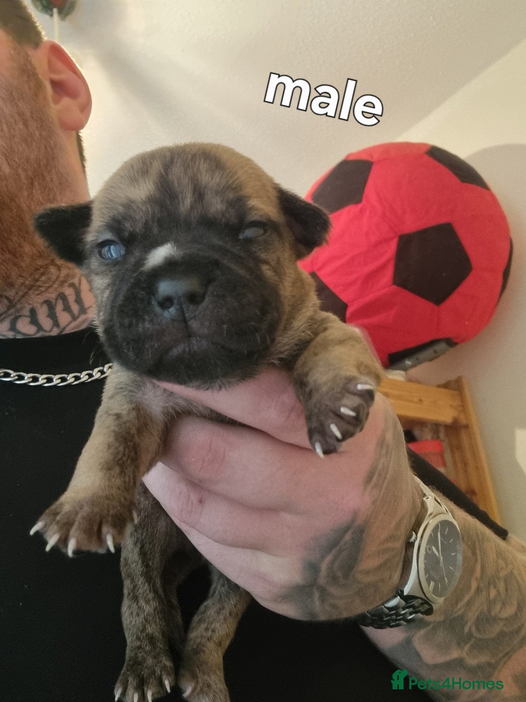 Staffordshire Bull Terrier dogs for sale: Puppies  - Image 8