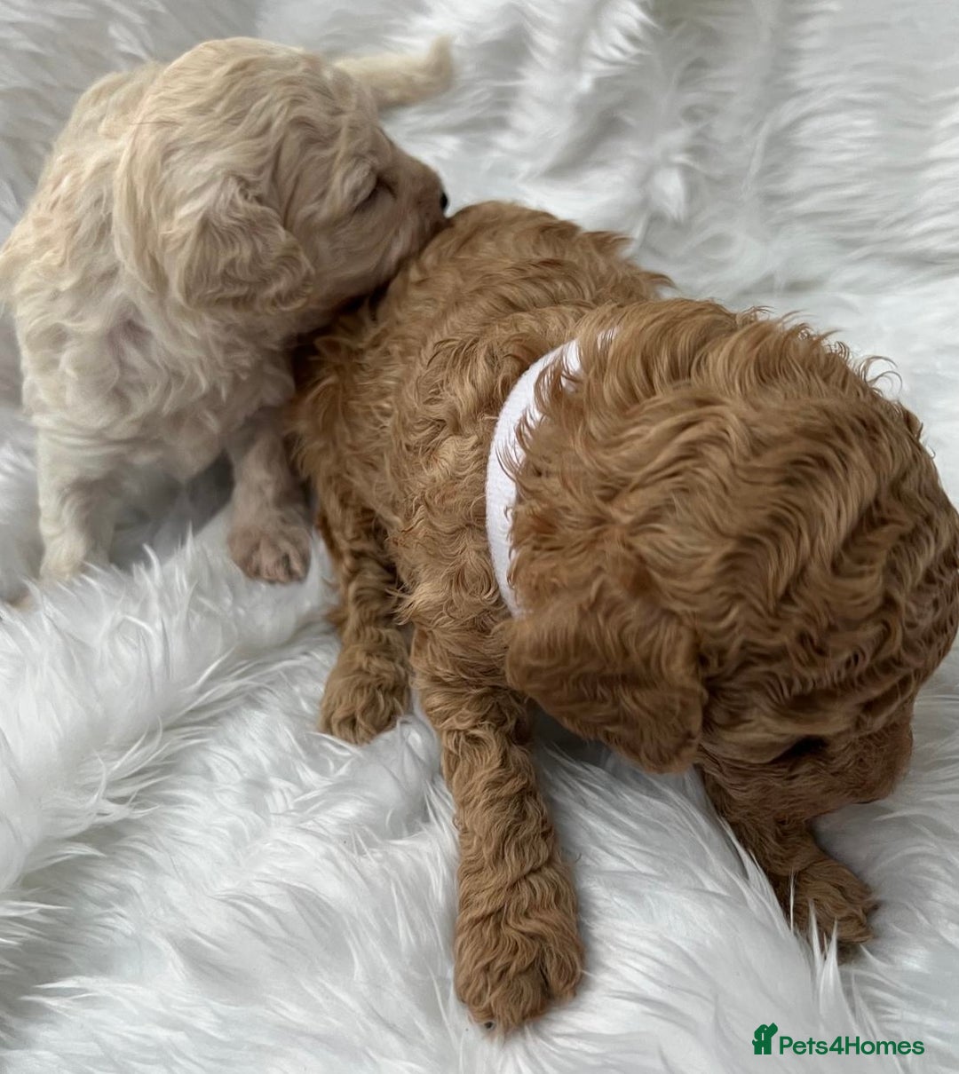 Cavapoo dogs for sale: Adorable Cavapoo Puppies - Parents Health Tested - Image 13