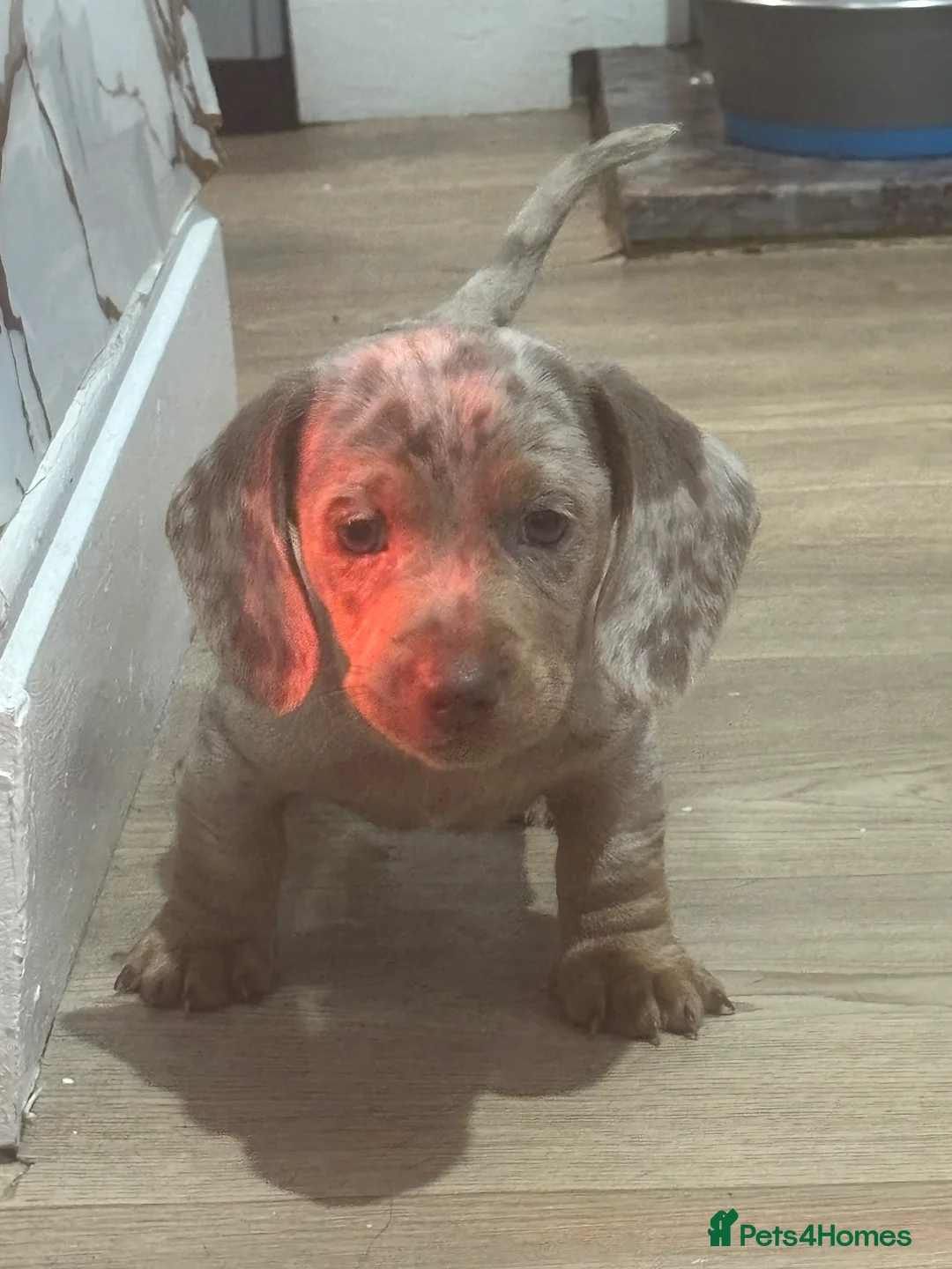 Miniature Dachshund dogs for sale: 🩵🩷 5 Beautiful Miniature Dachshunds 🐶🏠 - Advert 2