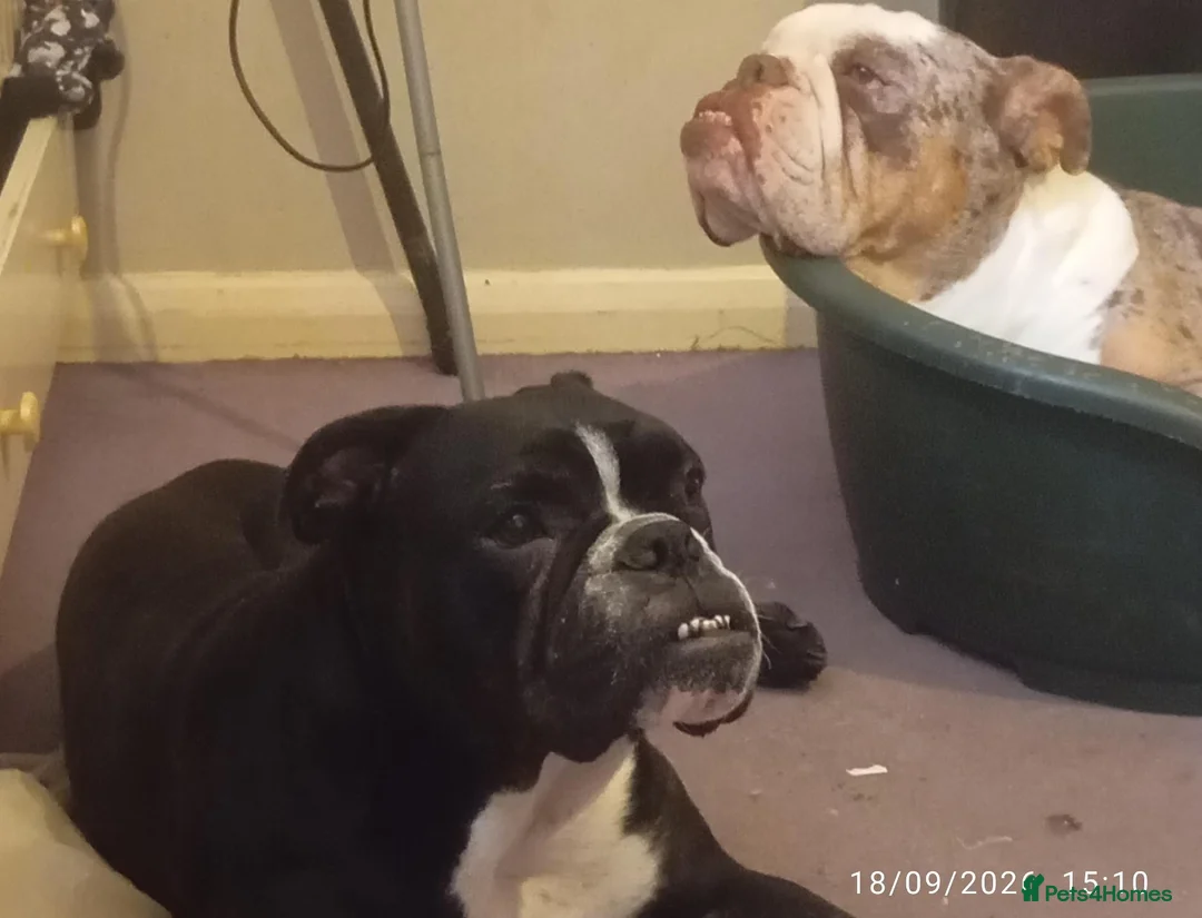 English Bulldog dogs for sale: English bulldogs ready to leave  in Milton Keynes - Advert 2