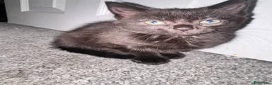 Kitten 1 
