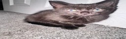 Mixed Breed cats for sale: 2 girl kittens left  - Advert 2