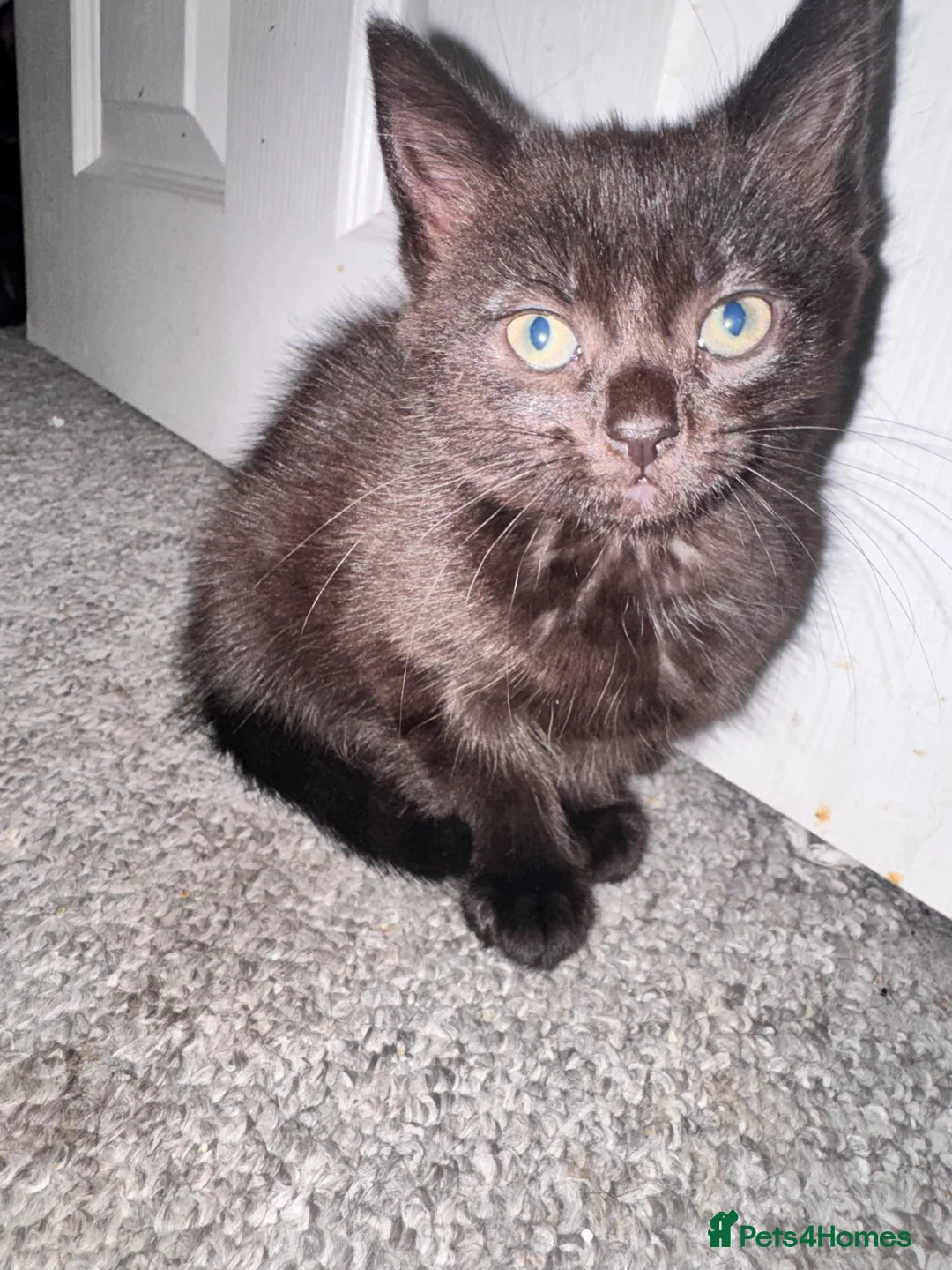 Mixed Breed cats for sale: 2 girl kittens left  - Advert 2