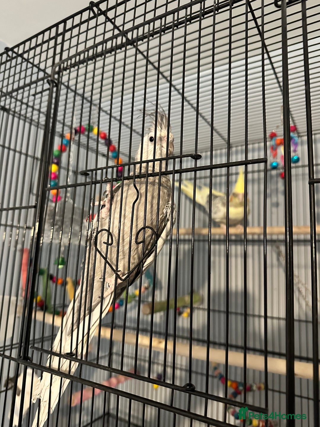 Cockatiels birds for sale: Two cockatiels for sale - Advert 3