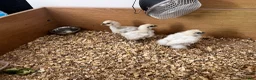 Chickens poultry for sale: Silkies - Advert 2