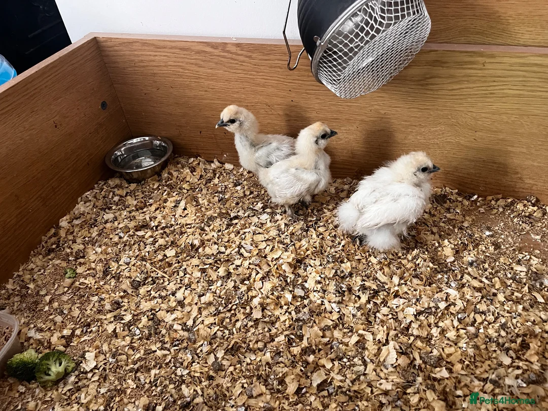 Chickens poultry for sale: Silkies - Advert 2