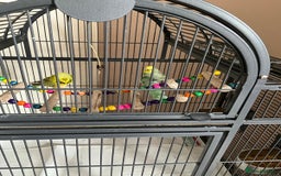 Budgerigars birds for sale: Various Budgies for sale.  - Image 3
