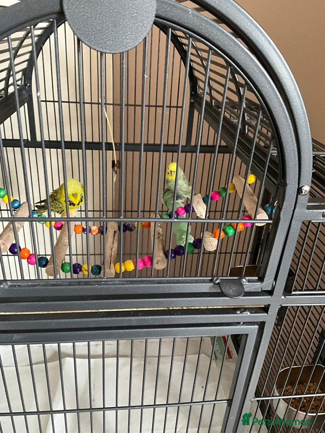 Budgerigars birds for sale: Various Budgies for sale.  - Image 3