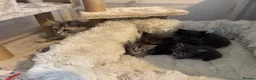 Maine Coon cats for sale: Tica Registered 5 Russian Mainecoon  - Advert 9