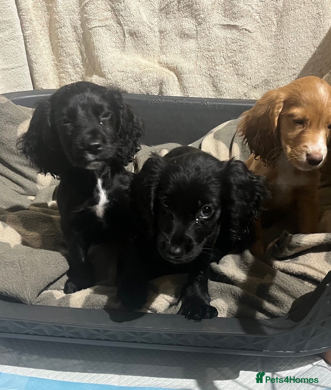 Cocker Spaniel dogs for sale: Working Cockerspaniel Pups  - Advert 4