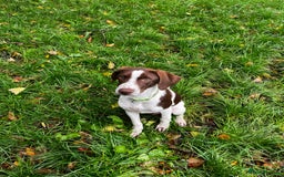 Pointer dogs for adoption: Julius is Ready for His Forever Home 🐾 - Image 3