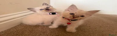 Red collar - Girl