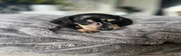 Miniature Dachshund dogs for sale: KC registered miniature dachshunds READY NOW - Advert 12