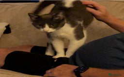 British Shorthair cats for sale: Boo - Grey & White (Female) 6 years old - Image 5