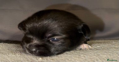 Mixed Breed dogs - Advert 4