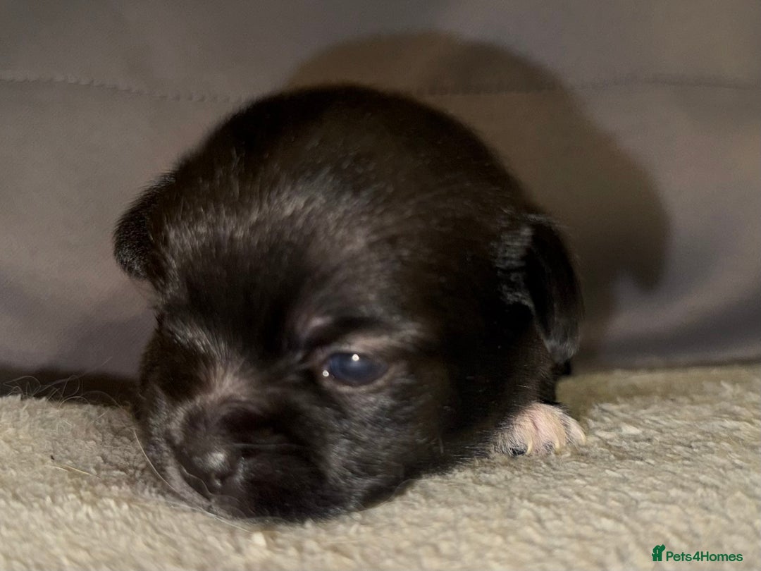 Mixed Breed dogs for sale: Malchi Puppies Looking for Their Forever Homes  - Image 2