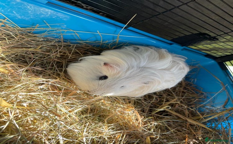 Guinea Pig rodents - Advert 1