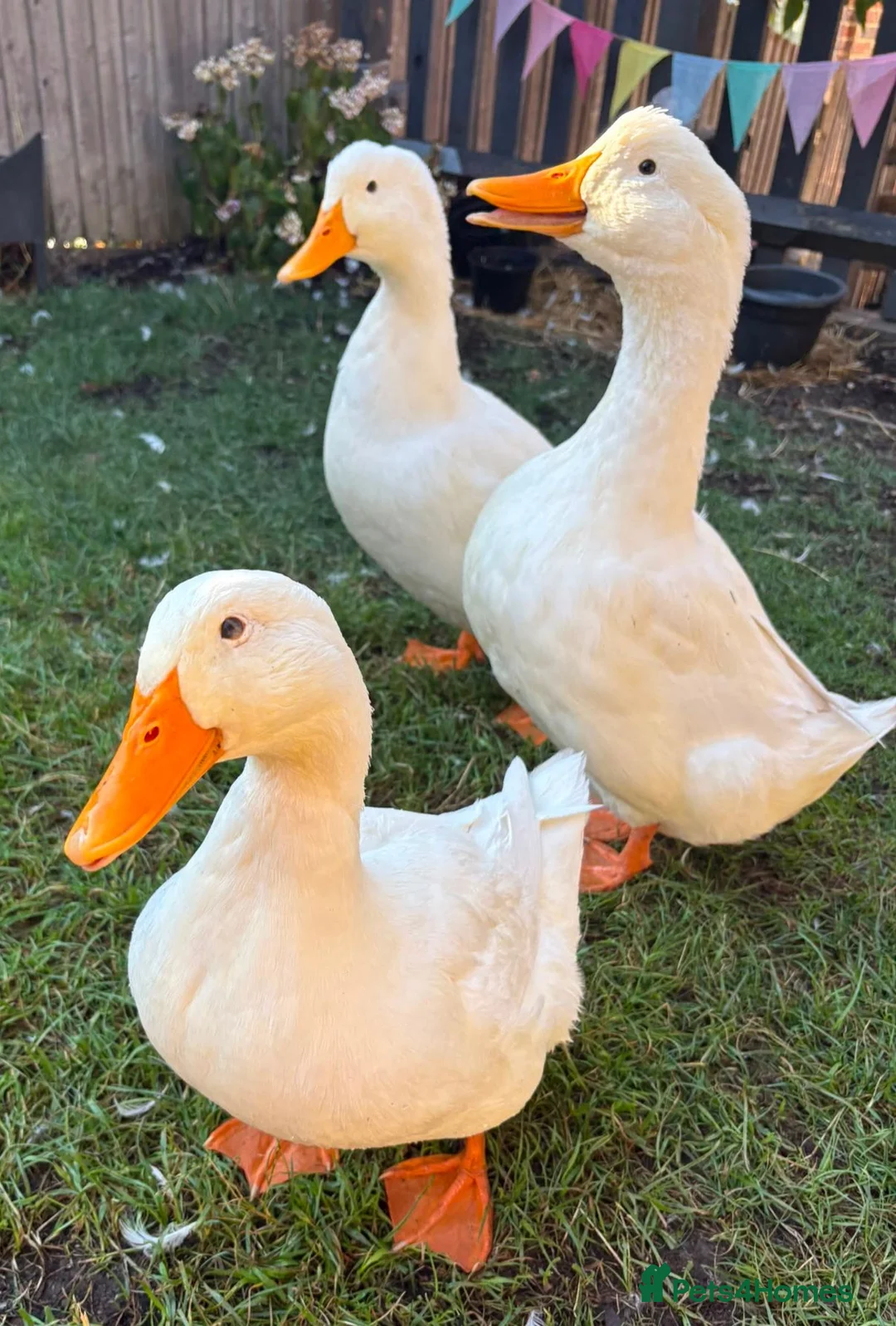 Ducks poultry for sale: Aylesbury Ducks in Tonbridge - Advert 1