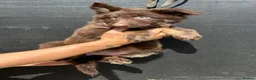 German Shepherd dogs for sale: CHOCOLATE AND TAN LONG COATED GERMAN SHEPARDS  in West Malling - Advert 5