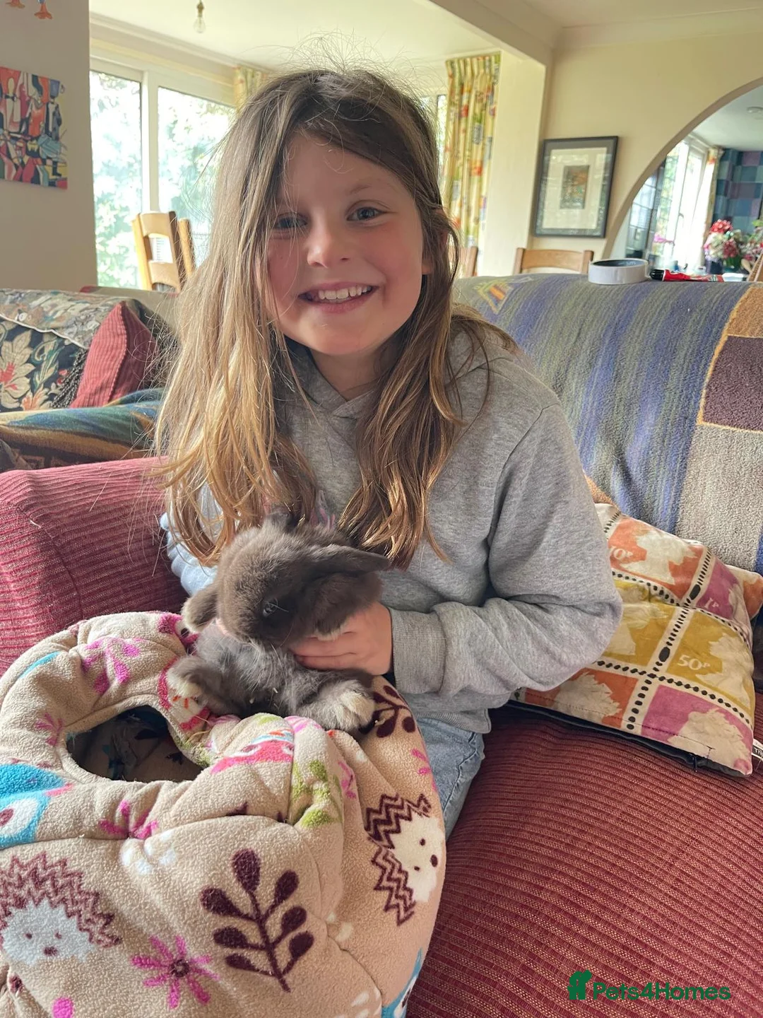 Mini Lop rabbits for sale: Mini lop babies ready for small hands - Advert 2