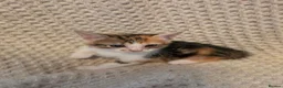 Mixed Breed cats for sale: Kittens  - Advert 10
