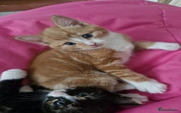 Dwelf cats for sale: Four gorgeous cats for sale - Image 2