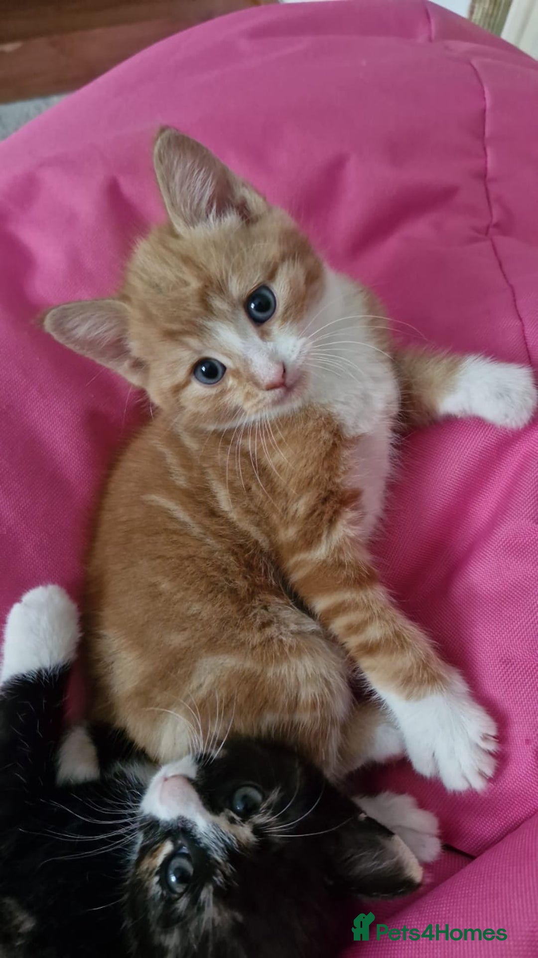 Dwelf cats for sale: Four gorgeous cats for sale - Image 2