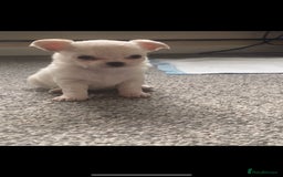 Chihuahua dogs for stud: STUD: Gorgeous White Long Coat Chihuahua  in Aldershot - Image 22