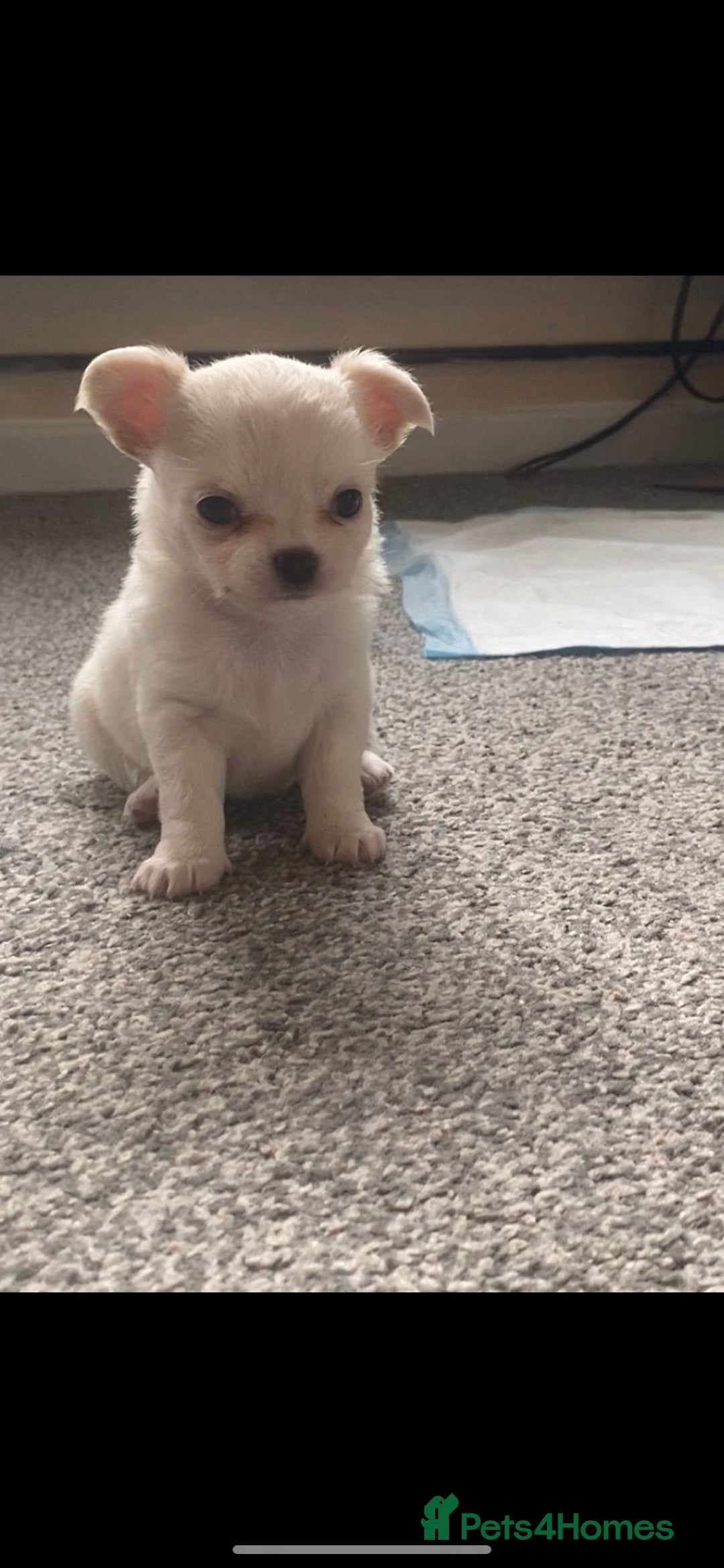 Chihuahua dogs for stud: STUD: Gorgeous White Long Coat Chihuahua  in Aldershot - Image 22