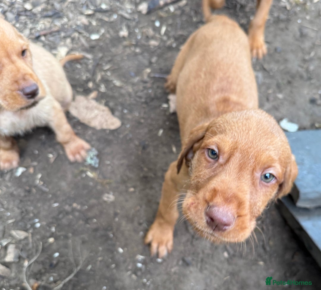 Hungarian Vizsla dogs for sale: Hungarian WIREHAIRED Vizsla puppies KC reg in Cranbrook - Image 17