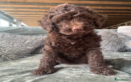 Bernedoodle dogs for sale: Standard Bernedoodle Girls Available  - Image 11