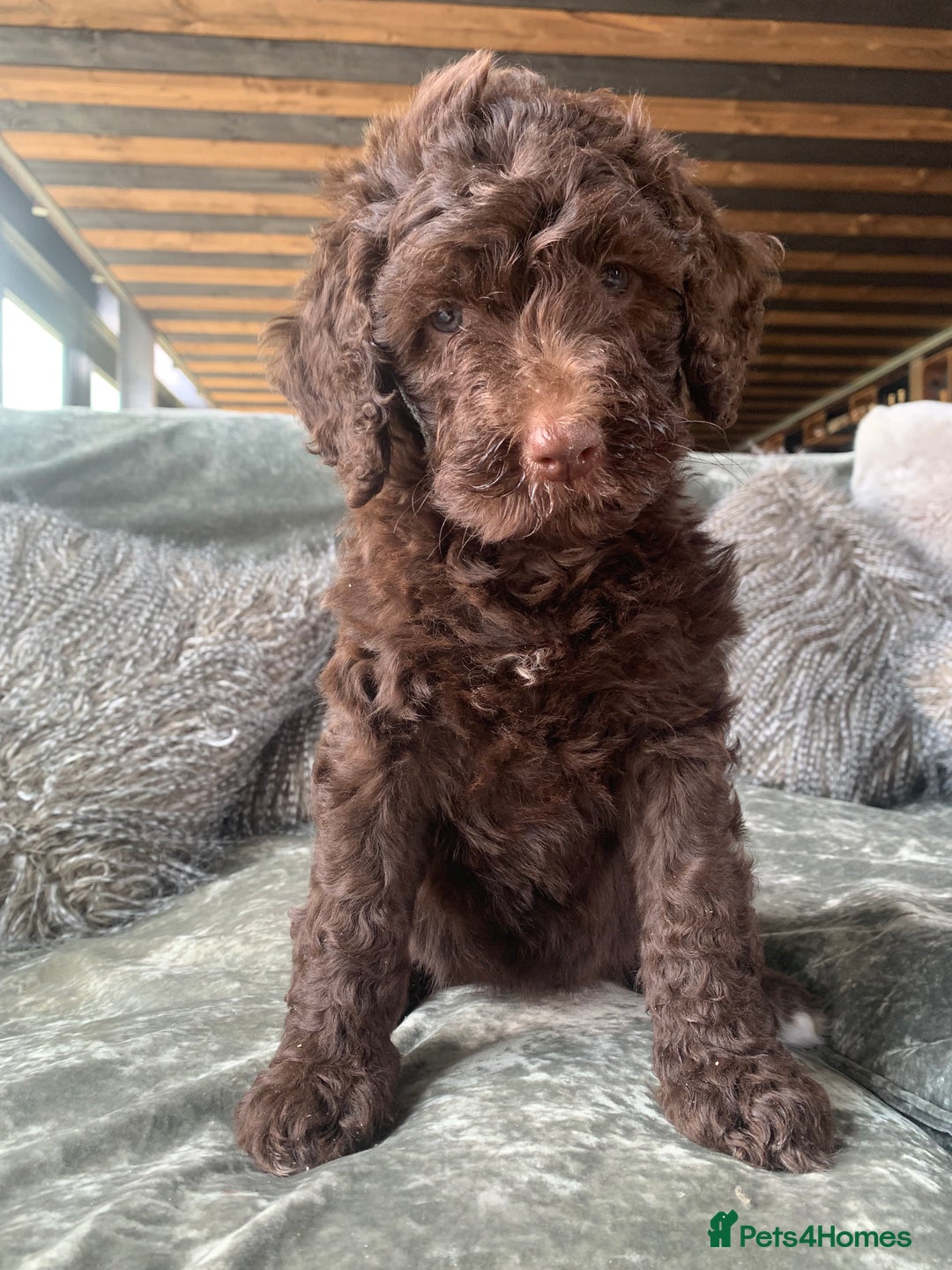 Bernedoodle dogs for sale: Standard Bernedoodle Girls Available  - Image 11