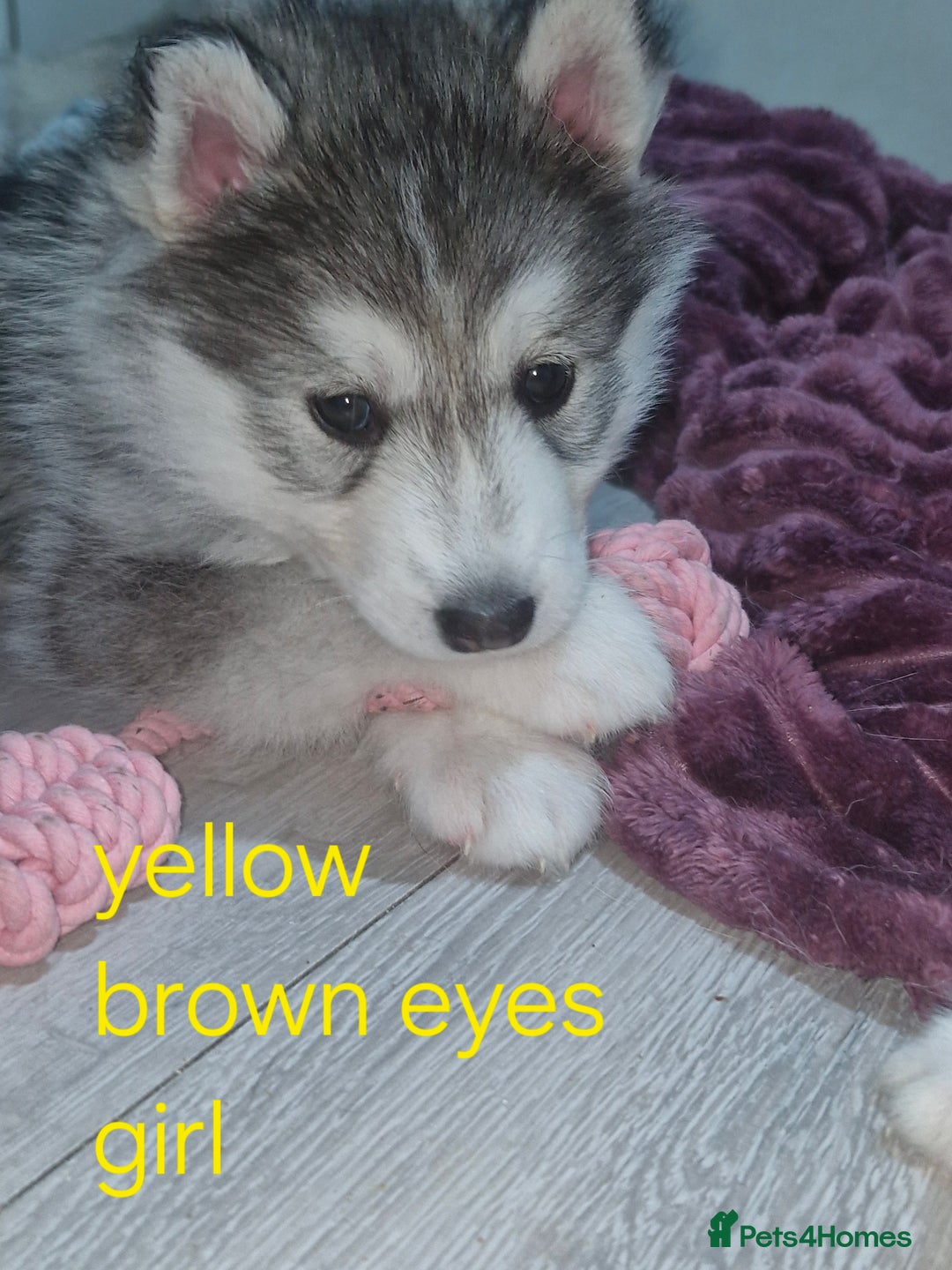 Siberian Husky dogs for sale: 8 husky pups - Advert 19