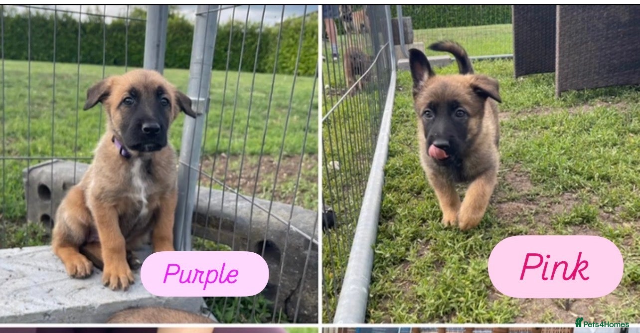 Belgian Shepherd Dog dogs Stunning Belgian Mali puppies. 2 girls left🩷 - Advert 2