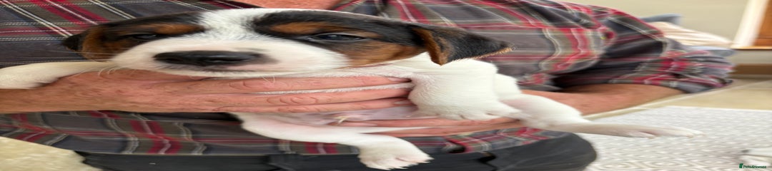Jack Russell Puppy 1