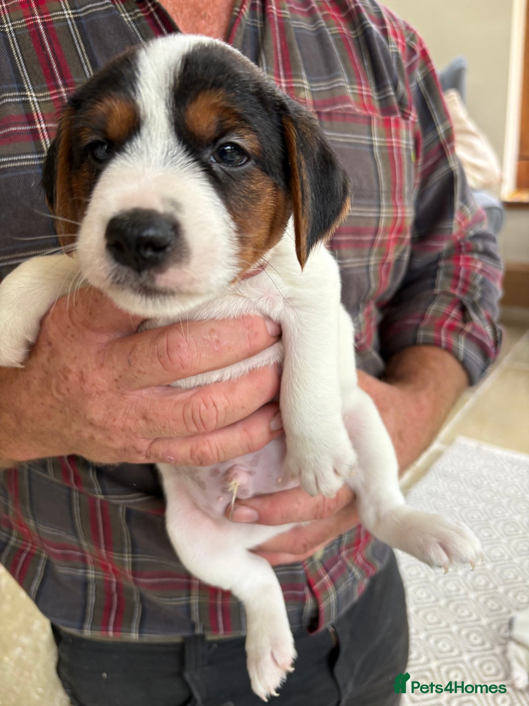 Mixed Breed dogs for sale: Jack Russell pups - Image 8