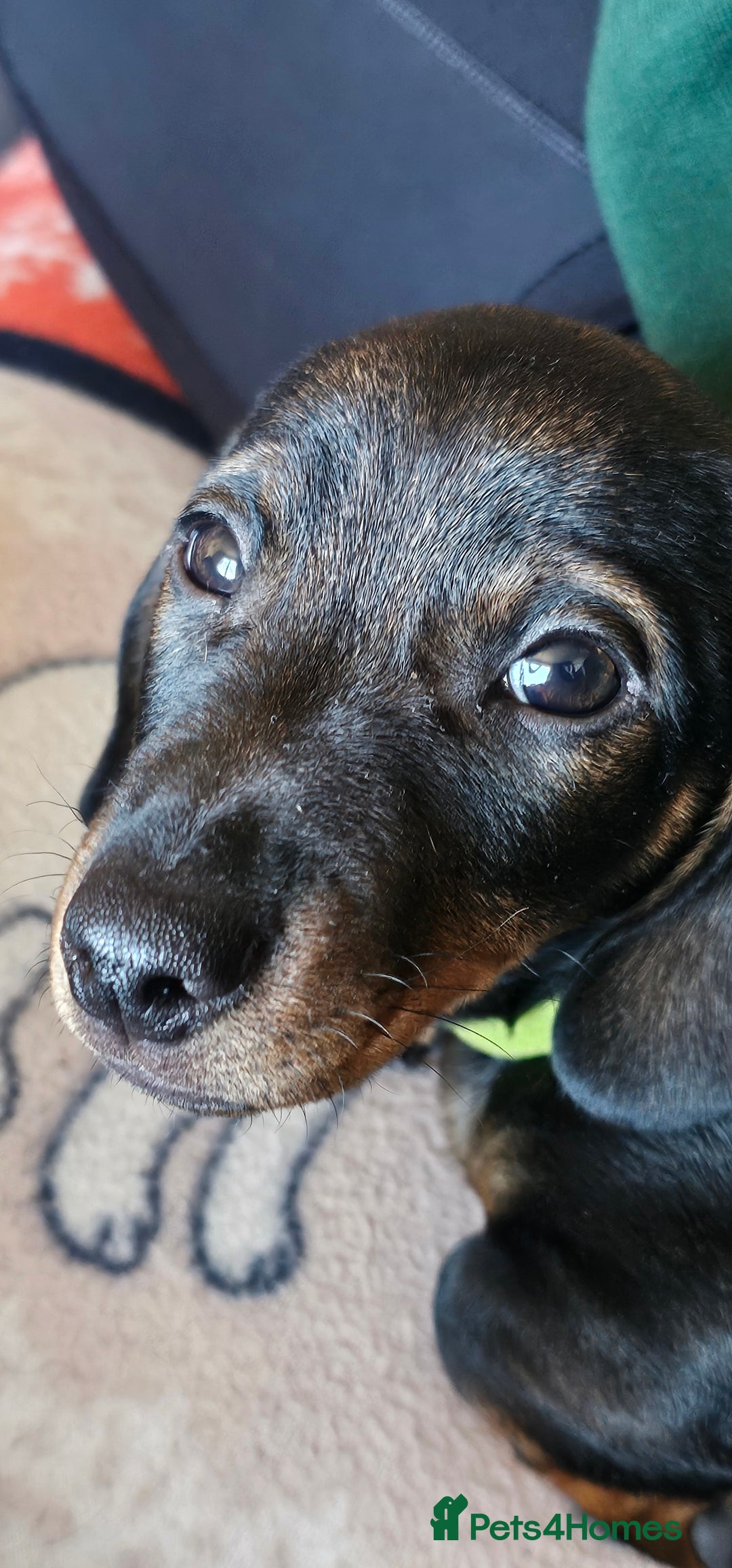 Miniature Dachshund dogs for sale: Miniature Daschund Puppies 6 Boys ONLY 2 LEFT 🩵💙 - Advert 26