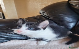 Turkish Angora cats for sale: Pure Turkish Angora - Image 2