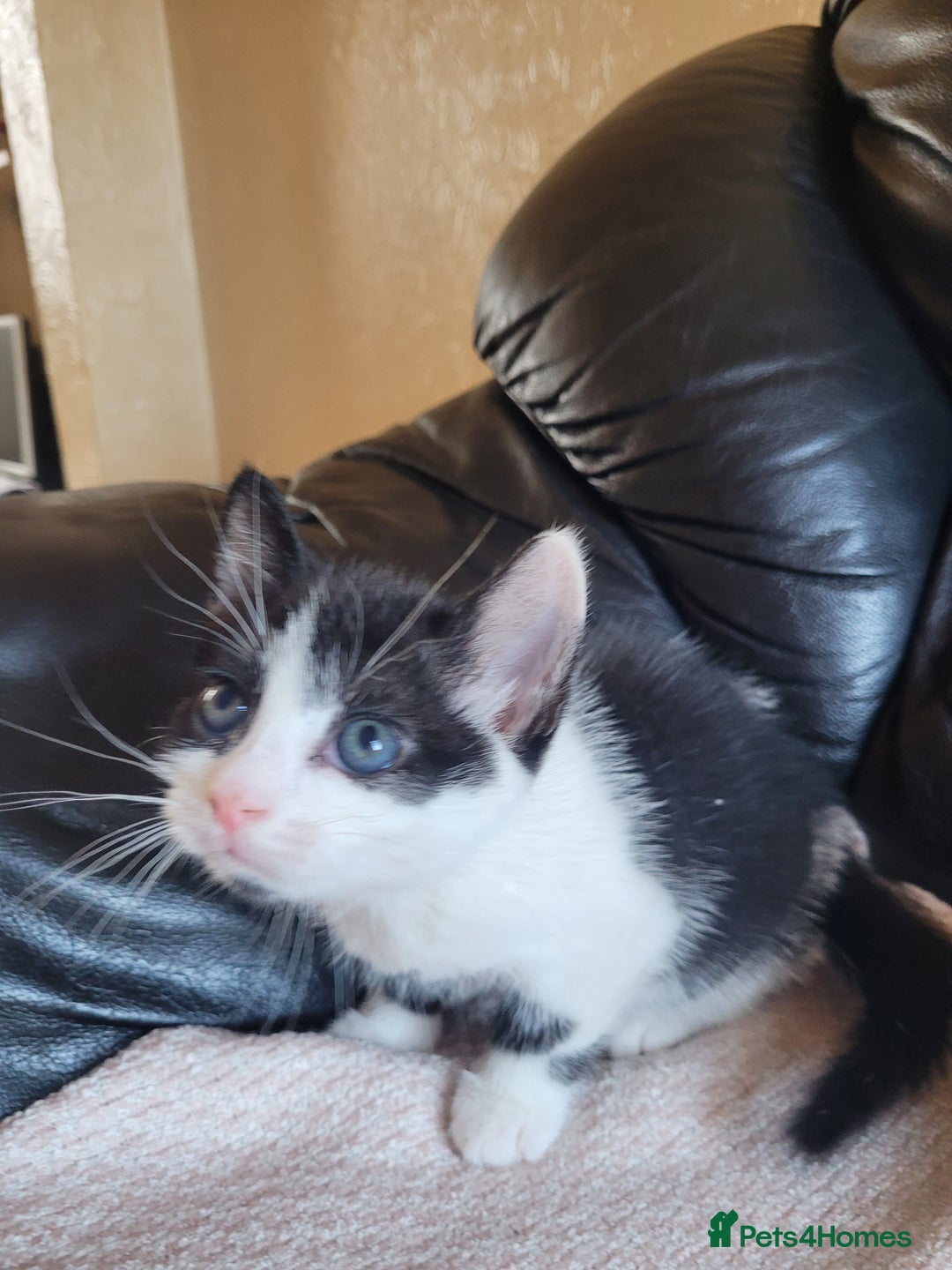 Turkish Angora cats for sale: Pure Turkish Angora - Image 2