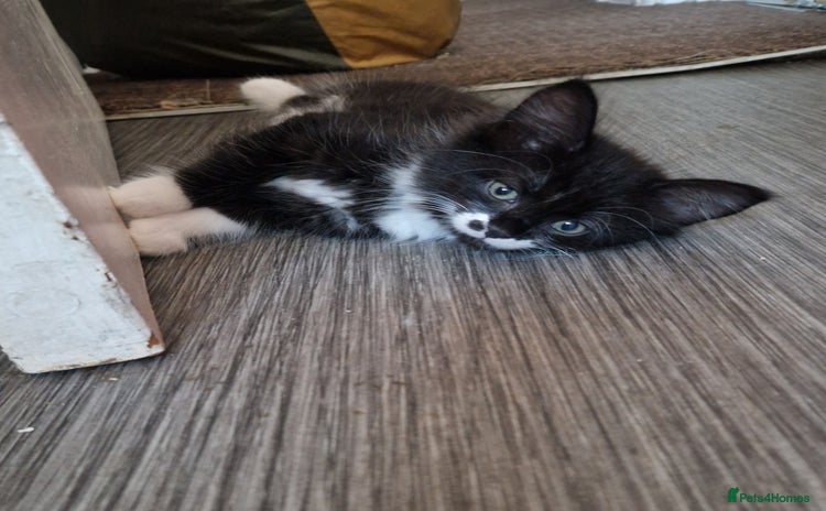 Mixed Breed cats - Advert 16
