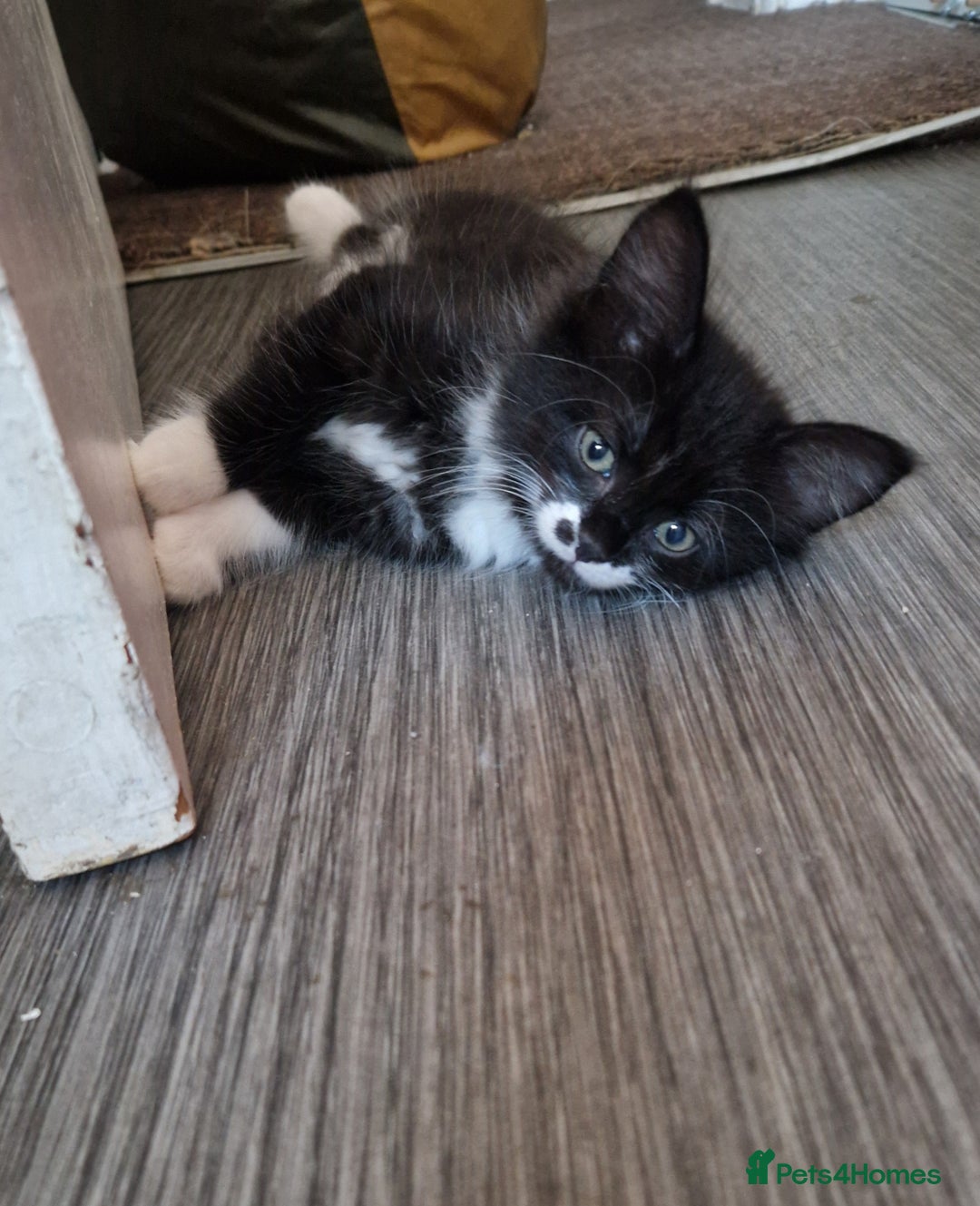 Mixed Breed cats for sale: Beautiful Kittens. Males and females - Image 9