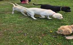Labrador Retriever dogs for sale: Kc registered Labrador puppie ready to leave - Image 17